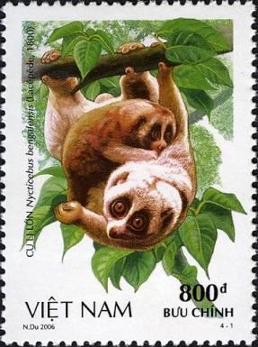 Bengal Slow Loris (Nycticebus bengalensis)