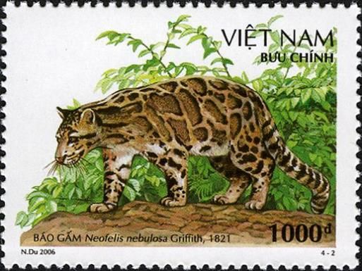 Clouded Leopard (Neofelis nebulosa)