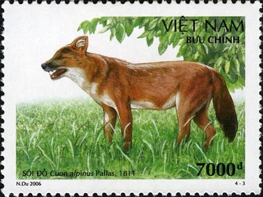 Dhole (Cuon alpinus)