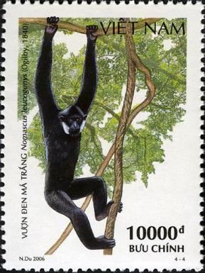 Northern White-cheeked Gibbon (Nomascus leucogenys)