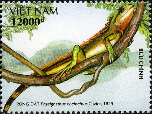 Chinese Water Dragon (Physignathus cocincinus)