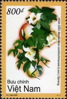 Gấc (Momordica cochinchinensis)