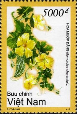 Bitter Melon (Momordica charantia)