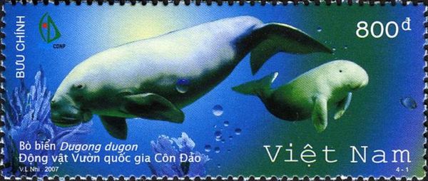 Dugong (Dugong dugon)