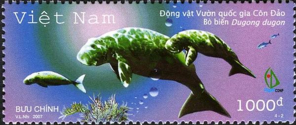Dugong (Dugong dugon)