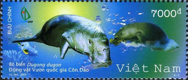 Dugong (Dugong dugon)