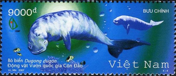 Dugong (Dugong dugon)