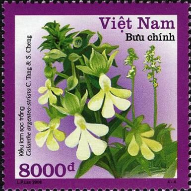 Calanthe argenteo-striata