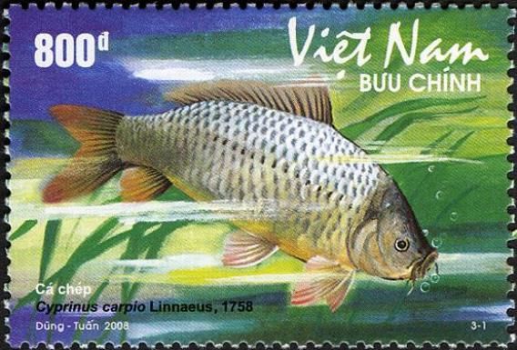 Common Carp (Cyprinus carpio)