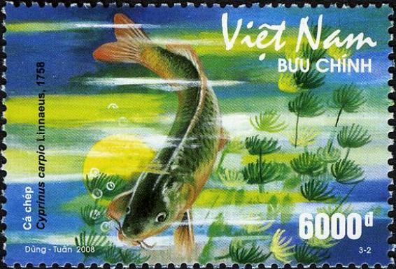 Common Carp (Cyprinus carpio)
