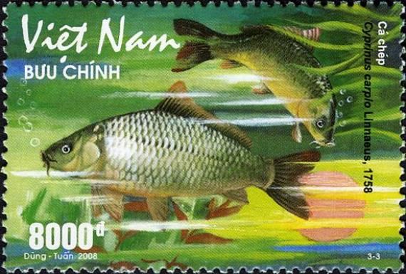 Common Carp (Cyprinus carpio)