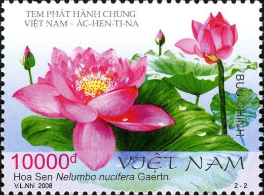 Lotus (Nelumbo nucifera)
