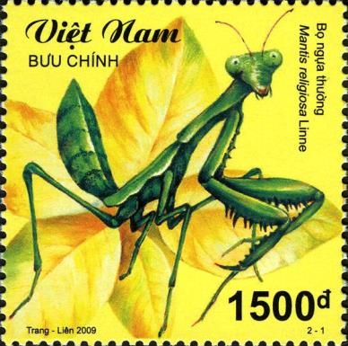European Mantis (Mantis religiosa)