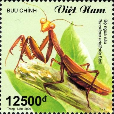 Japanese Giant Mantis (Tenodera aridiforia)