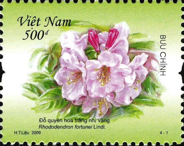 Rhododendron fortunei