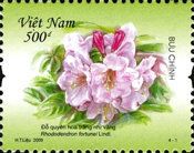 Rhododendron fortunei