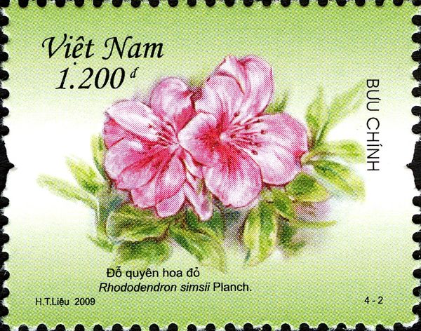 Rhododendron simssii