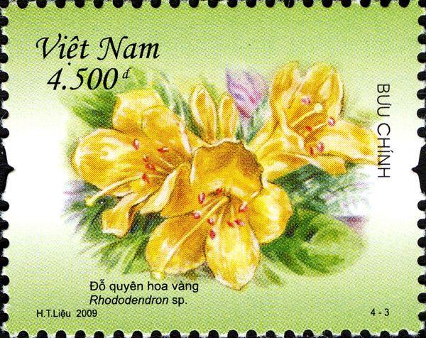Rhododendron sp.