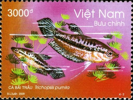 Sparkling Gourami (Trichopsis pumila)