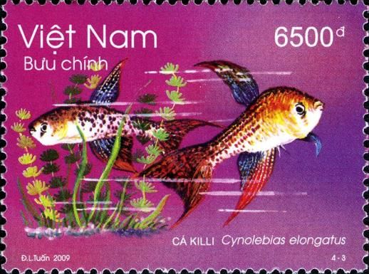 Blue Pearl Fish (Cynolebias elongatus)