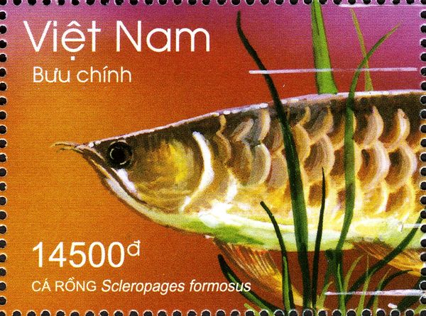 Asian Arowana (Scleropages formosus)