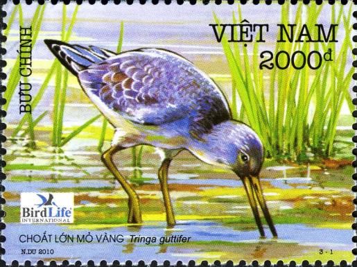 Nordmann's Greenshank (Tringa guttifer)