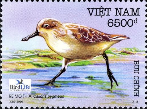 Spoon-billed Sandpiper (Calidris pygmaea)