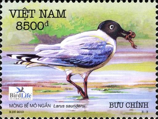 Saunders's Gull (Larus saundersi)