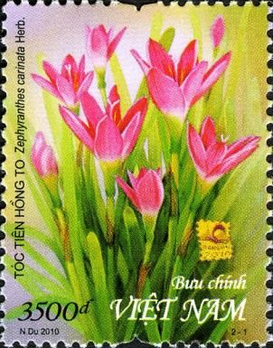 Rosepink Zephyr Lily (Zephyranthes carinata)