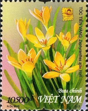 Ajax Rain Lily (Zephyranthes ajax)