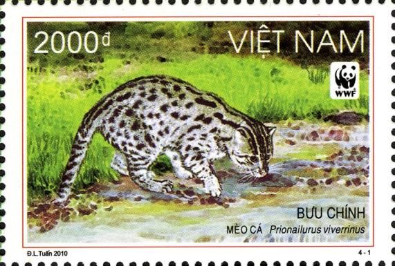 Fishing Cat (Prionailurus viverrinus)
