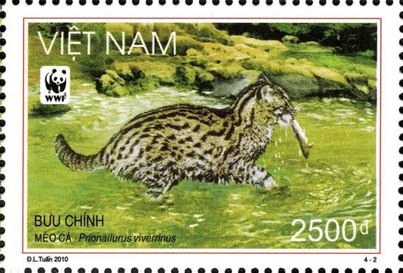 Fishing Cat (Prionailurus viverrinus)