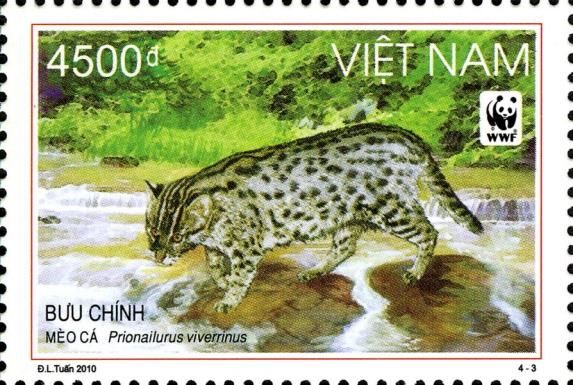 Fishing Cat (Prionailurus viverrinus)
