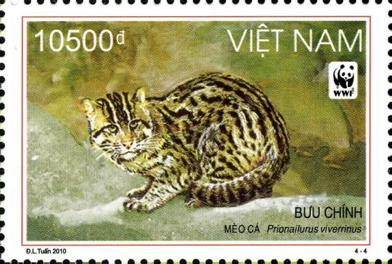Fishing Cat (Prionailurus viverrinus)