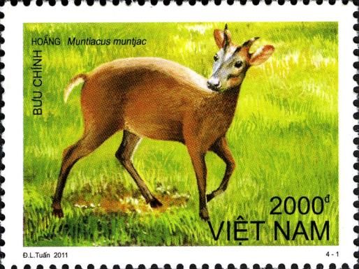 Barking Deer (Muntiacus muntjak)