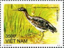 White-eared Night-heron (Gorsachius magnificus)