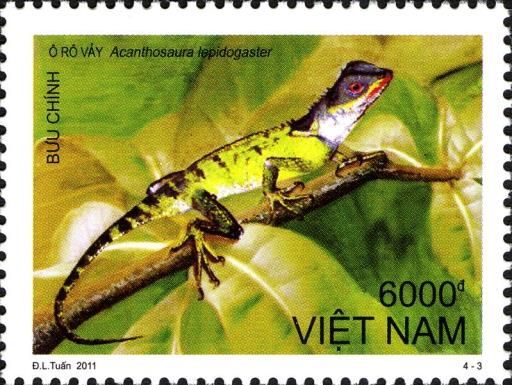 Brown Pricklenape (Acanthosaura lepidogaster)