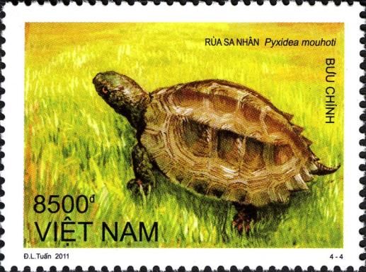 Keel-backed Terrapin (Pyxidea mouhotii)
