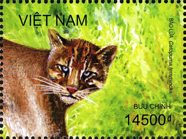 Asiatic Golden Cat (Pardofelis temminckii)