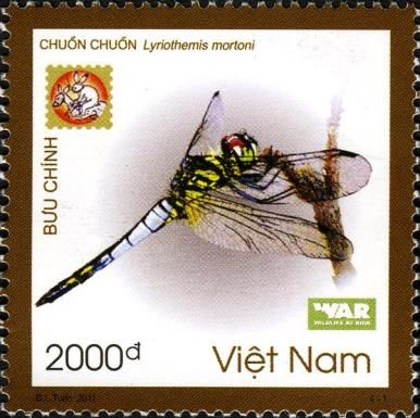 Dragonfly (Lyriothemis mortoni)