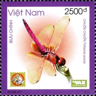 Crimson Marsh Glider (Trithemis aurora)