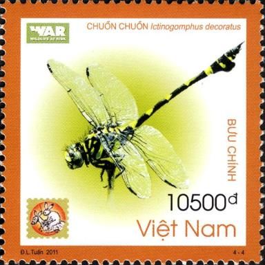 Common Flangetail (Ictinogomphus decoratus)