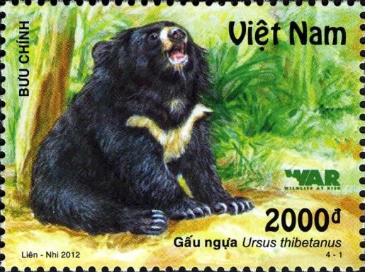 Asiatic Black Bear (Ursus thibetanus)