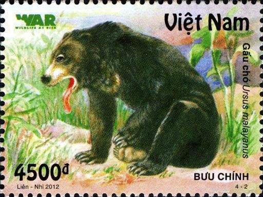 Sun Bear (Ursus malayanus)