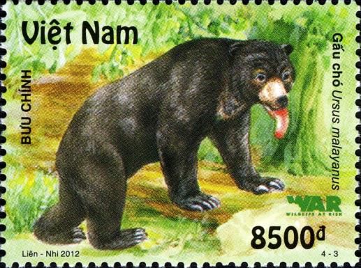 Sun Bear (Ursus malayanus)