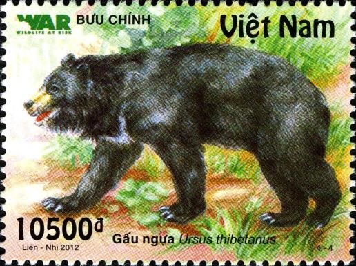 Asiatic Black Bear (Ursus thibetanus)