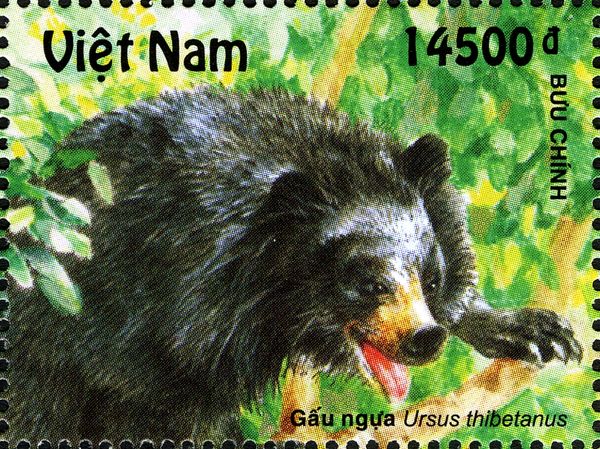 Asiatic Black Bear (Ursus thibetanus)