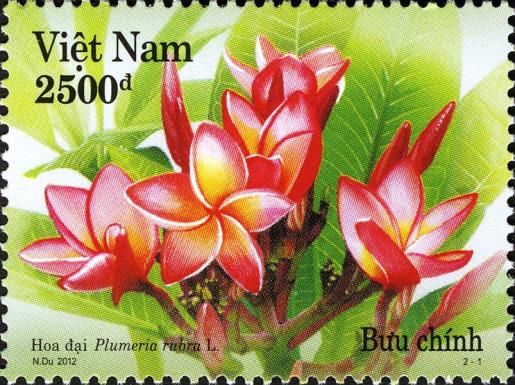 Plumeria rubra l.