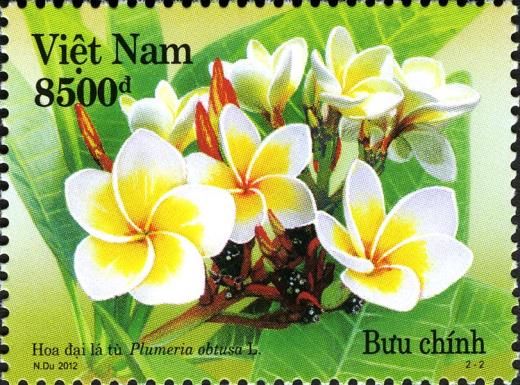 Plumeria obtusa l.