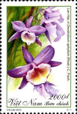 Hooded Orchid (Dendrobium aphyllum)